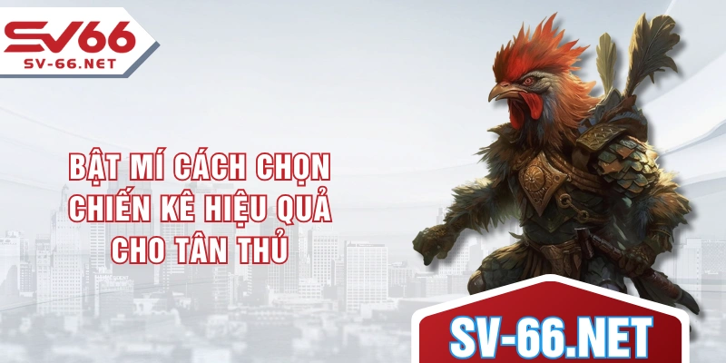 Bật mí cách chọn chiến kê hiệu quả cho tân thủ