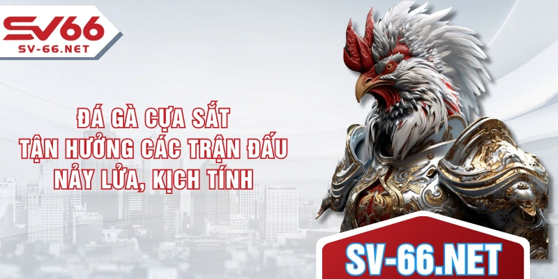 Đá Gà Cựa Sắt - Tận Hưởng Các Trận Đấu Nảy Lửa, Kịch Tính