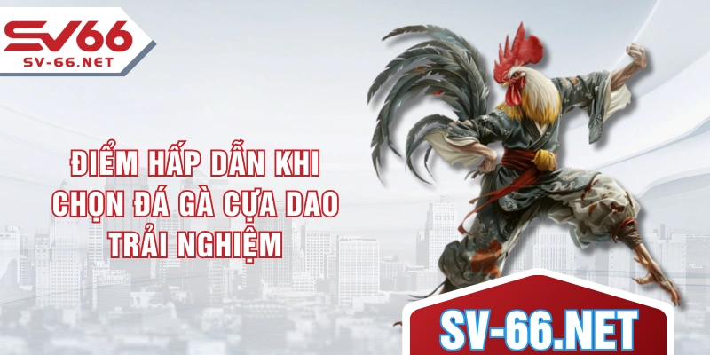 Điểm hấp dẫn khi chọn đá gà cựa dao trải nghiệm