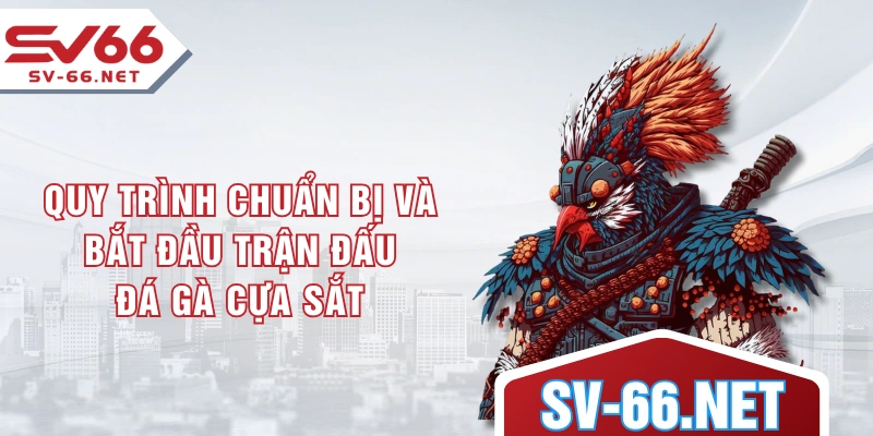 Quy trình chuẩn bị và bắt đầu trận đấu đá gà cựa sắt